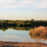 Water flowing through the Lower Gila River with scattered trees and bare earth.